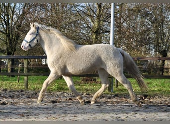 Cheval Curly, Jument, 5 Ans, 158 cm, Sabino