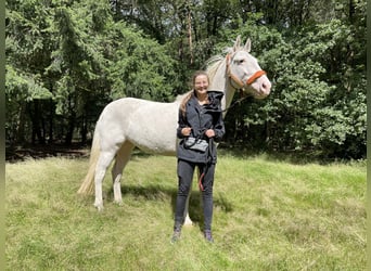 Cheval Curly, Jument, 5 Ans, 158 cm, Sabino