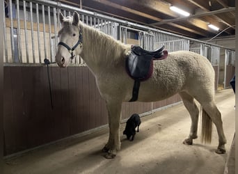 Cheval Curly, Jument, 5 Ans, 158 cm, Sabino