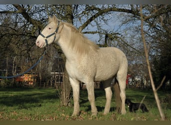 Cheval Curly, Jument, 5 Ans, 158 cm, Sabino