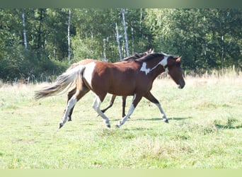 Cheval Curly, Jument, 6 Ans, 149 cm, Pinto