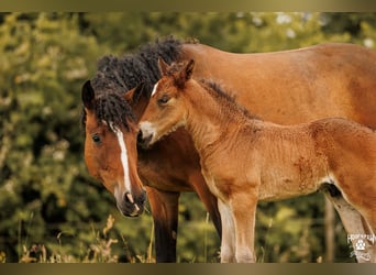 Cheval Curly, Jument, 6 Ans, 152 cm, Bai