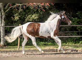 Cheval Curly, Jument, 7 Ans, 146 cm, Tobiano-toutes couleurs