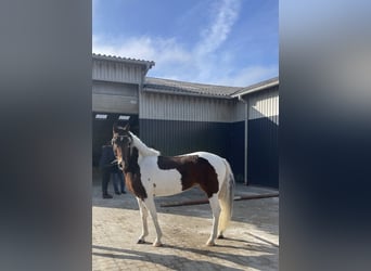 Cheval Curly, Jument, 7 Ans, 146 cm, Tobiano-toutes couleurs