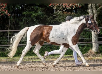 Cheval Curly, Jument, 7 Ans, 146 cm, Tobiano-toutes couleurs