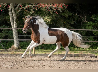 Cheval Curly, Jument, 7 Ans, 146 cm, Tobiano-toutes couleurs