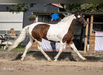 Cheval Curly, Jument, 7 Ans, 146 cm, Tobiano-toutes couleurs