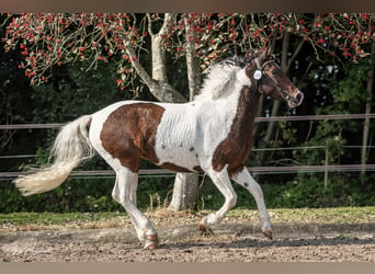 Cheval Curly, Jument, 7 Ans, 146 cm, Tobiano-toutes couleurs