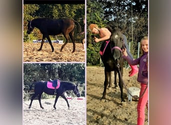 Cheval Curly, Jument, 7 Ans, 147 cm, Noir