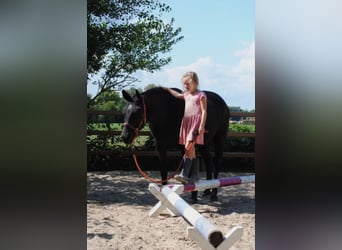 Cheval Curly, Jument, 7 Ans, 147 cm, Noir