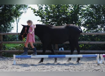 Cheval Curly, Jument, 7 Ans, 147 cm, Noir