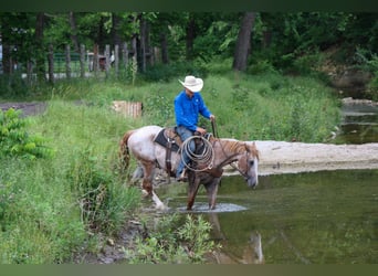 Cheval Curly, Jument, 7 Ans, 152 cm, Rouan Rouge