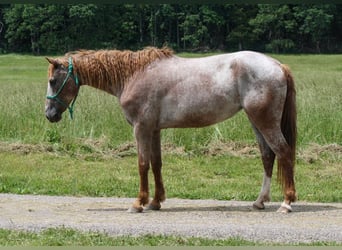 Cheval Curly, Jument, 7 Ans, 152 cm, Rouan Rouge