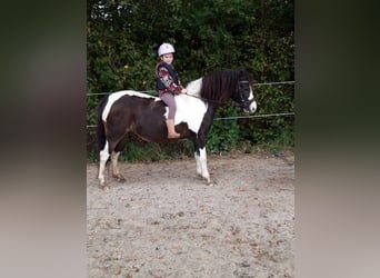 Cheval Curly, Jument, 8 Ans, 130 cm, Pinto