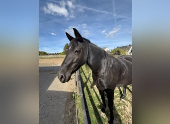 Cheval Curly, Jument, 8 Ans, 145 cm, Noir