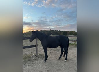 Cheval Curly, Jument, 8 Ans, 145 cm, Noir