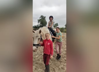 Cheval Curly, Jument, 8 Ans, 148 cm, Palomino