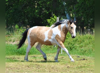 Cheval Curly, Jument, 8 Ans, 158 cm, Isabelle