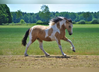 Cheval Curly, Jument, 8 Ans, 158 cm, Isabelle