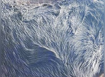 Cheval Curly Croisé, Jument, 9 Ans, 135 cm, Isabelle