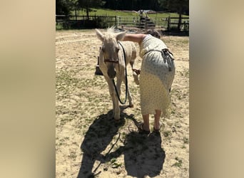 Cheval Curly Croisé, Jument, Poulain (05/2026), Palomino