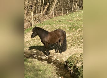 Cheval de Montagne Bosniaque, Jument, 11 Ans, 133 cm, Noir