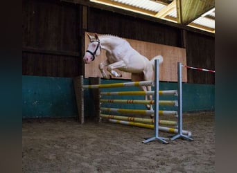 Cheval de selle allemand, Étalon, 10 Ans, 173 cm, Cremello