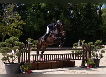 Cheval de selle allemand, Étalon, 11 Ans, 167 cm, Bai