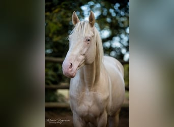 Cheval de selle allemand, Étalon, 15 Ans, 160 cm, Cremello