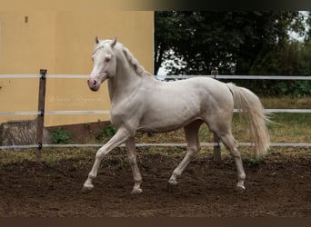 Cheval de selle allemand, Étalon, 16 Ans, 160 cm, Cremello