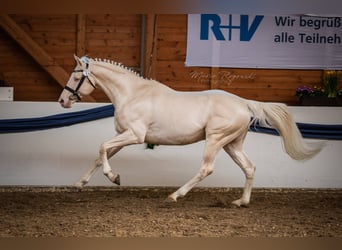 Cheval de selle allemand, Étalon, 16 Ans, 160 cm, Cremello