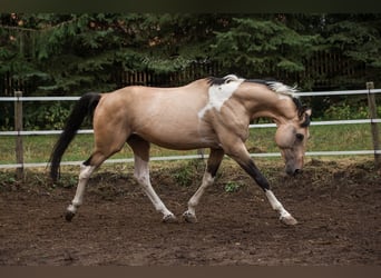 Cheval de selle allemand, Étalon, 18 Ans, 165 cm, Pinto