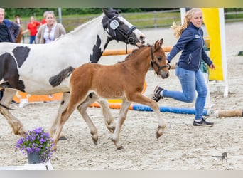 Cheval de selle allemand, Étalon, 1 Année, 142 cm, Bai brun