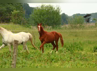 Cheval de selle allemand, Étalon, 1 Année, 150 cm, Alezan