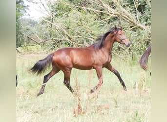 Cheval de selle allemand, Étalon, 1 Année, 169 cm, Bai