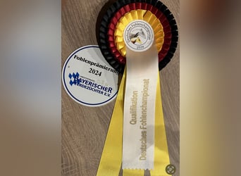Cheval de selle allemand, Étalon, 1 Année, Alezan brûlé