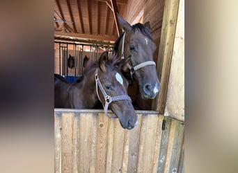 Cheval de selle allemand, Étalon, 1 Année, Alezan brûlé