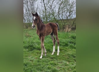 Cheval de selle allemand, Étalon, 1 Année, Bai