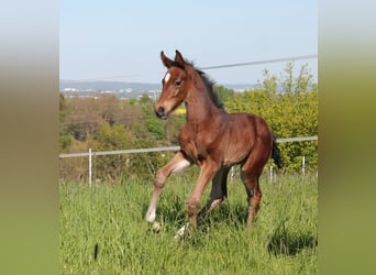 Cheval de selle allemand, Étalon, 1 Année, Bai