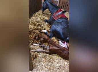 Cheval de selle allemand, Étalon, 1 Année