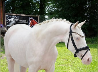Cheval de selle allemand, Étalon, 1 Année