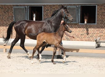Cheval de selle allemand, Étalon, 1 Année, Gris noir