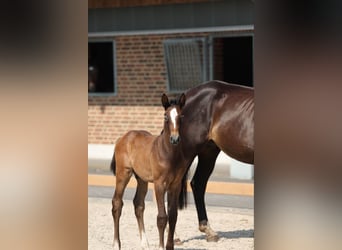 Cheval de selle allemand, Étalon, 1 Année, Gris noir