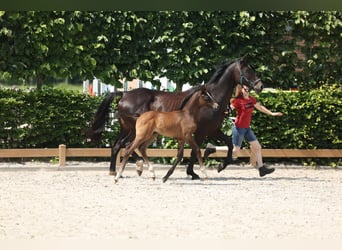 Cheval de selle allemand, Étalon, 1 Année, Gris noir