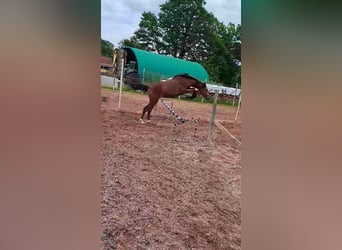 Cheval de selle allemand, Étalon, 2 Ans, 155 cm, Bai