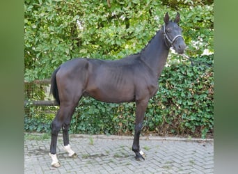 Cheval de selle allemand, Étalon, 2 Ans, 155 cm