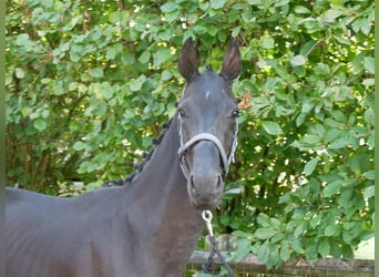 Cheval de selle allemand, Étalon, 2 Ans, 155 cm