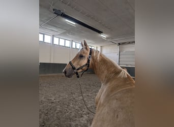 Cheval de selle allemand, Étalon, 2 Ans, 166 cm, Palomino