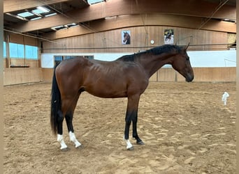 Cheval de selle allemand, Étalon, 2 Ans, 168 cm, Bai