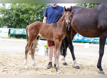 Cheval de selle allemand, Étalon, 2 Ans, Bai brun